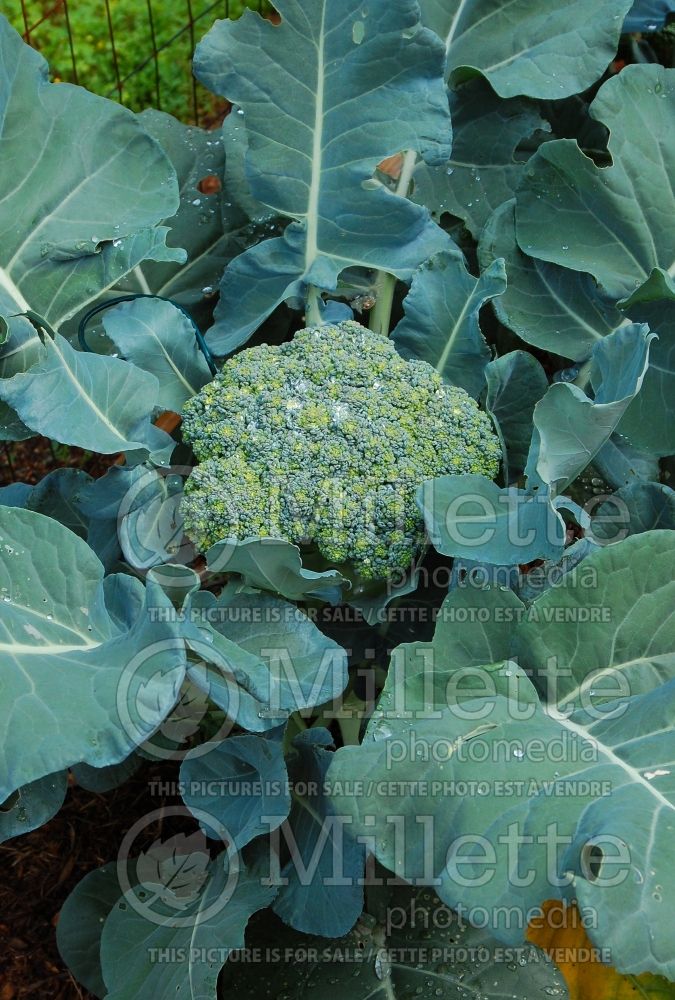 Brassica Packman (Broccoli vegetable) 3 