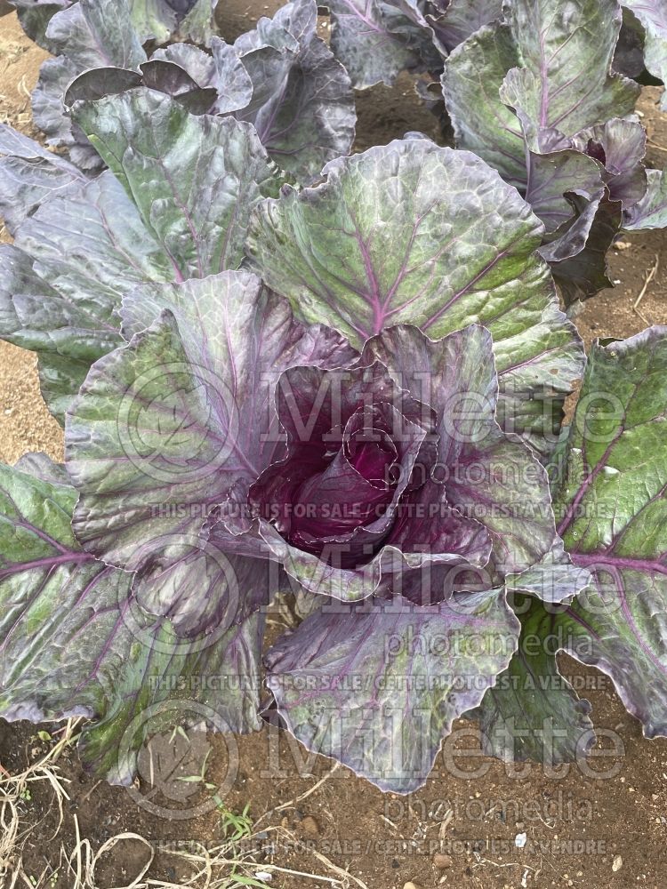 Brassica Red Kalibos (Cabbage vegetable) 1 