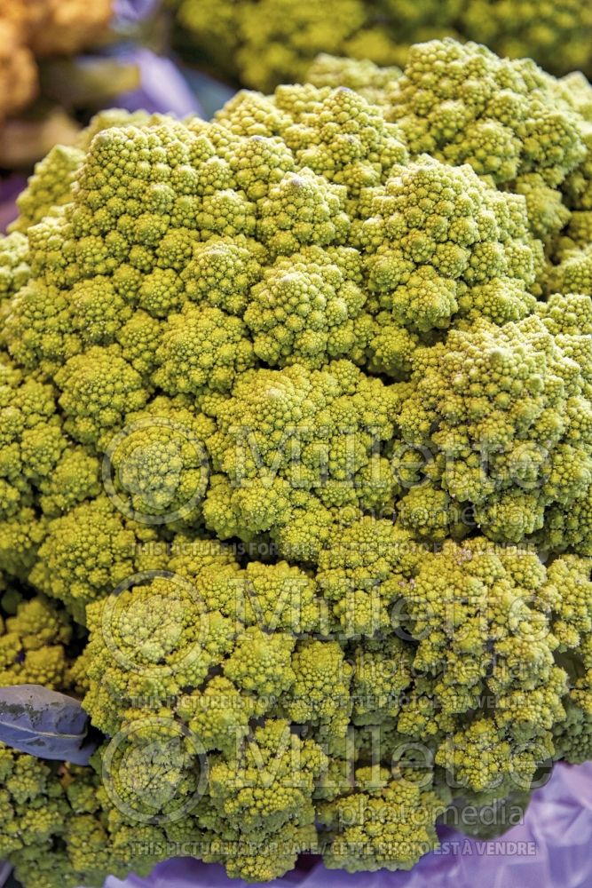 Brassica Romanesco (Cauliflower vegetable – chou fleur) 2 