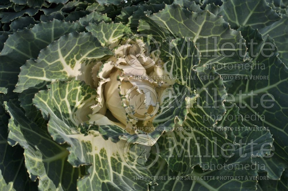 Brassica Songbird White (kale vegetable – chou frisé) 1 