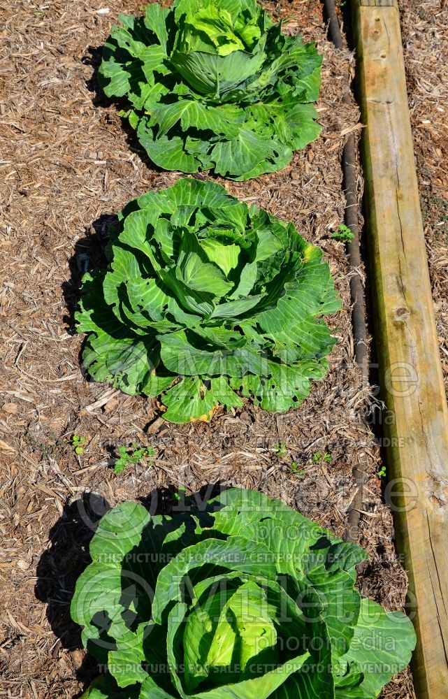 Brassica Stonehead (Cabbage vegetable) 2 