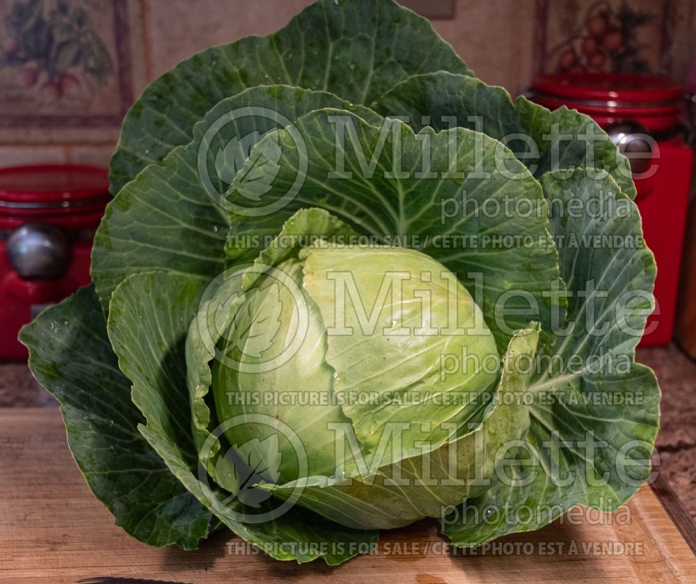 Brassica Stonehead (Cabbage vegetable) 1 