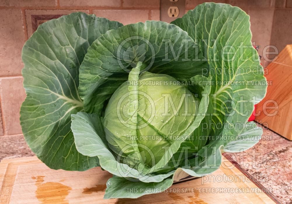 Brassica Thunderhead (Cabbage vegetable) 1