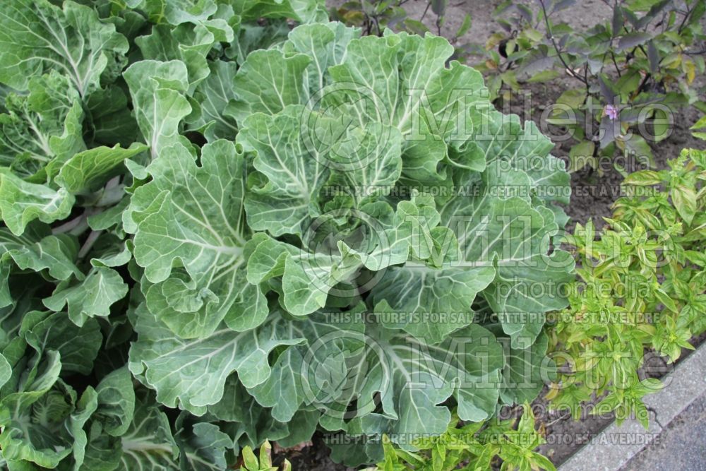 Brassica Tonchuda Beira (Kale vegetable – chou frisé) 1