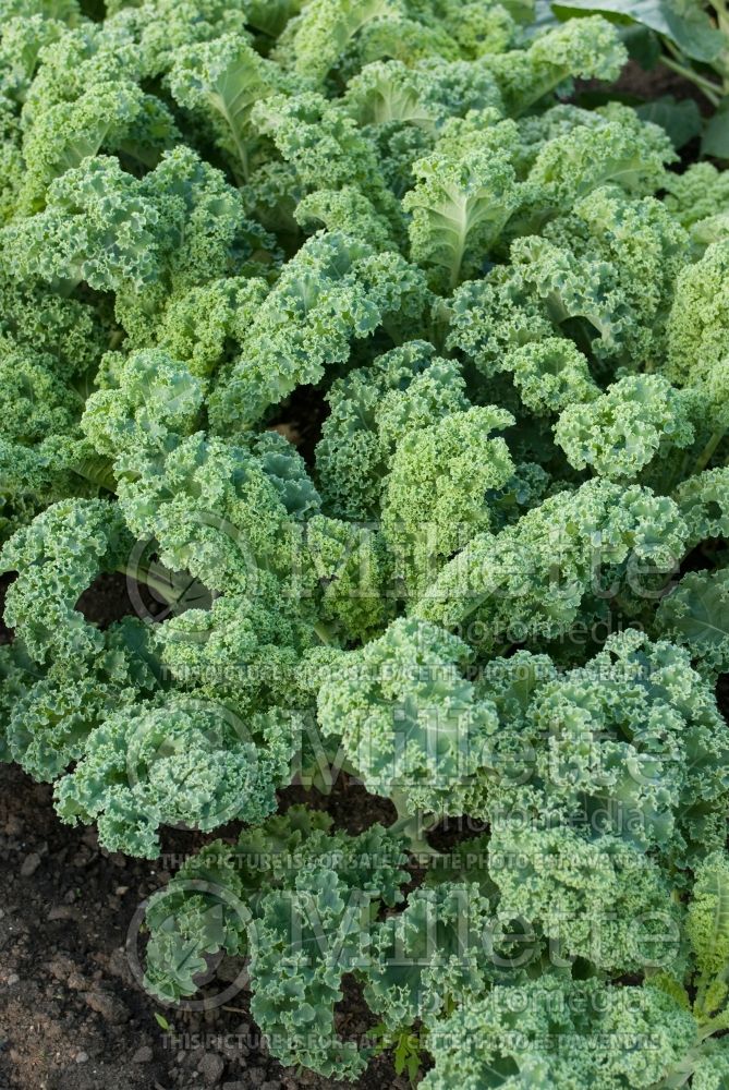 Brassica Blue Ridge (Kale Collards vegetable) 1 