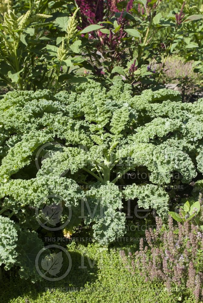 Brassica Reflex (kale vegetable – chou frisé) 3 