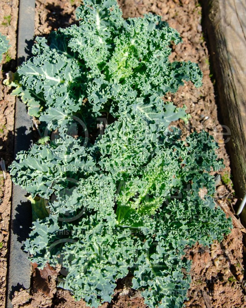 Brassica Vates Blue Curled (kale vegetable – chou frisé) 5