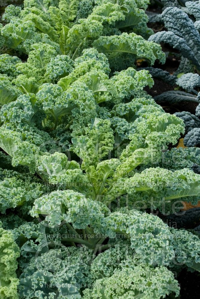 Brassica Winterbor (kale vegetable – chou frisé) 1