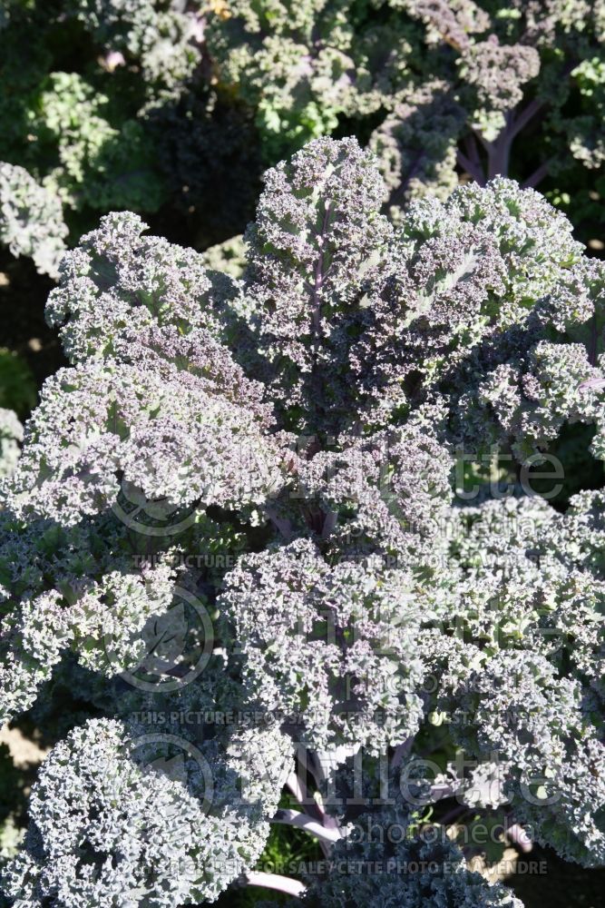 Brassica Baltic Red (kale vegetable – chou frisé) 1