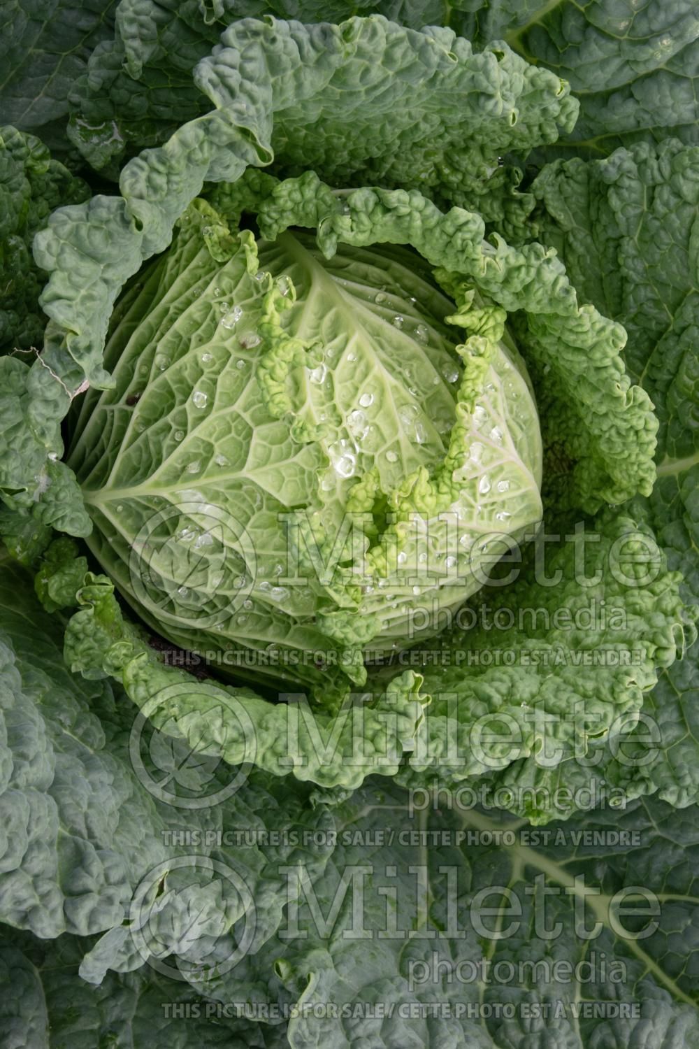 Brassica oleracea var. capitata (Cabbage vegetable - chou) 4