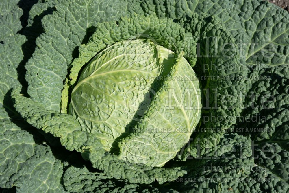 Brassica Clarissa (Cabbage vegetable - chou) 1 