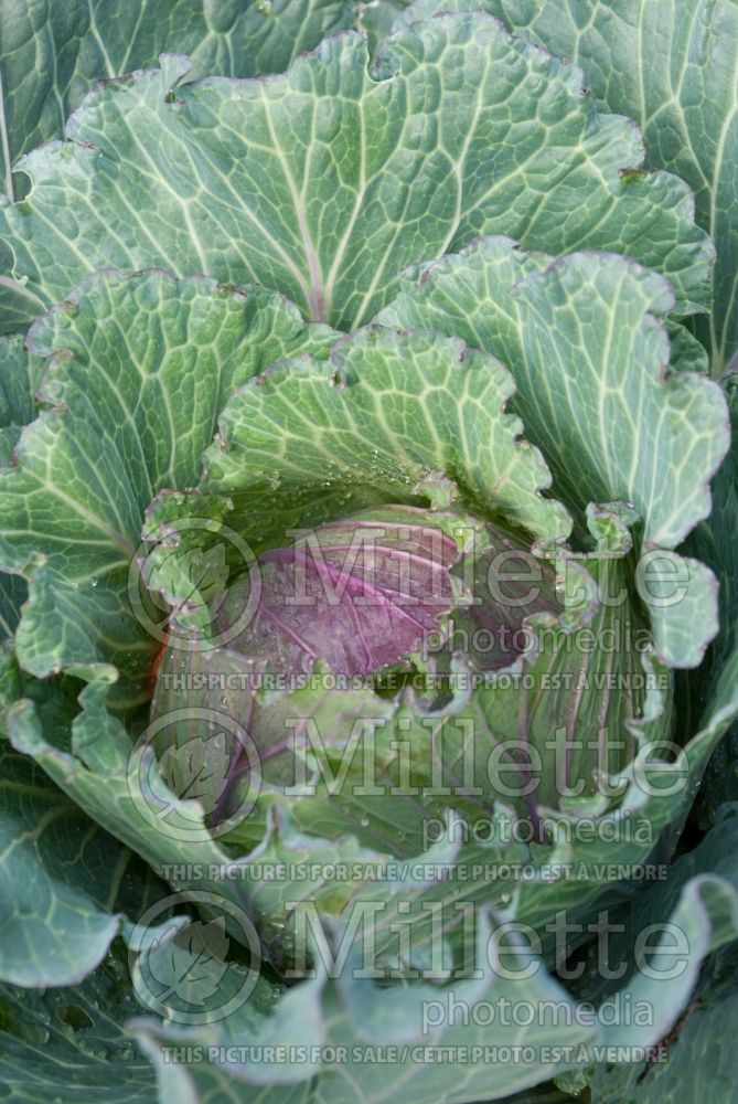 Brassica Deadon (Cabbage vegetable - chou) 2