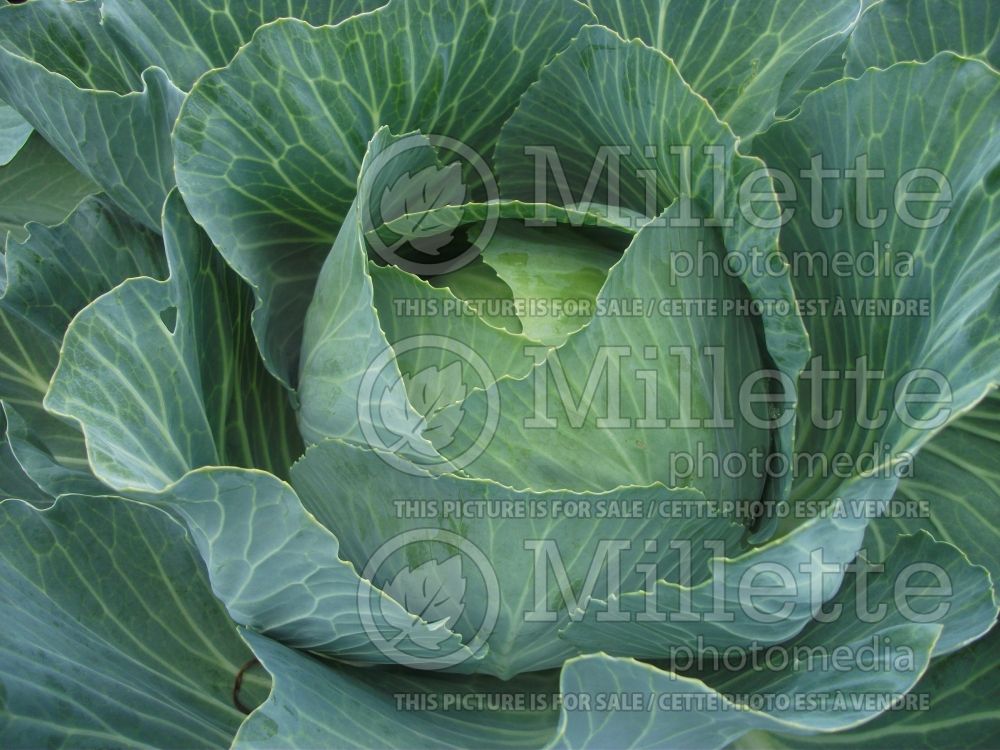 Brassica Loughton (Cabbage vegetable - chou) 2