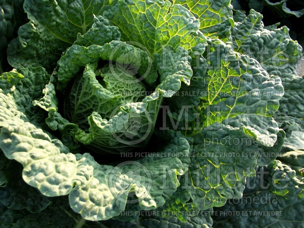 Brassica Melissa (Cabbage vegetable - chou) 3