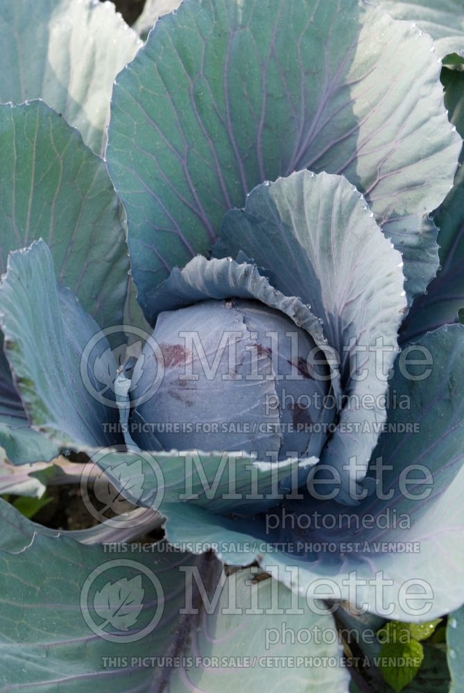 Brassica Red Dynasty (Cabbage vegetable - chou) 1