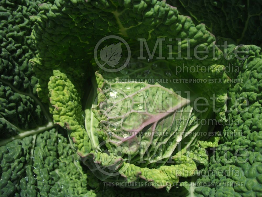 Brassica Samantha (Cabbage vegetable - chou) 2 