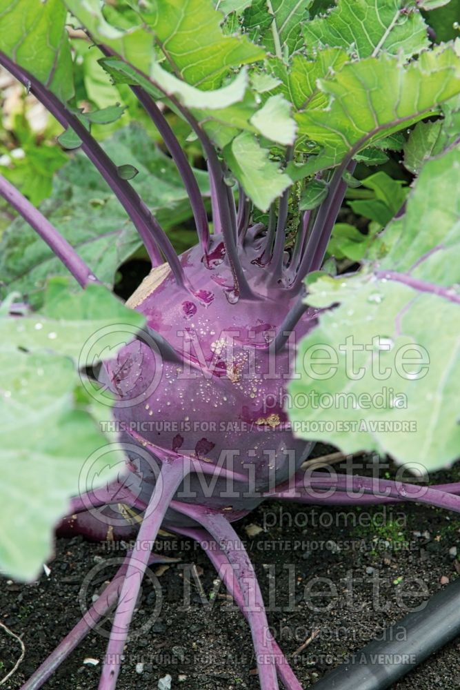 Brassica oleracea var. gongylodes (Kohlrabi vegetable chou-rave) 3