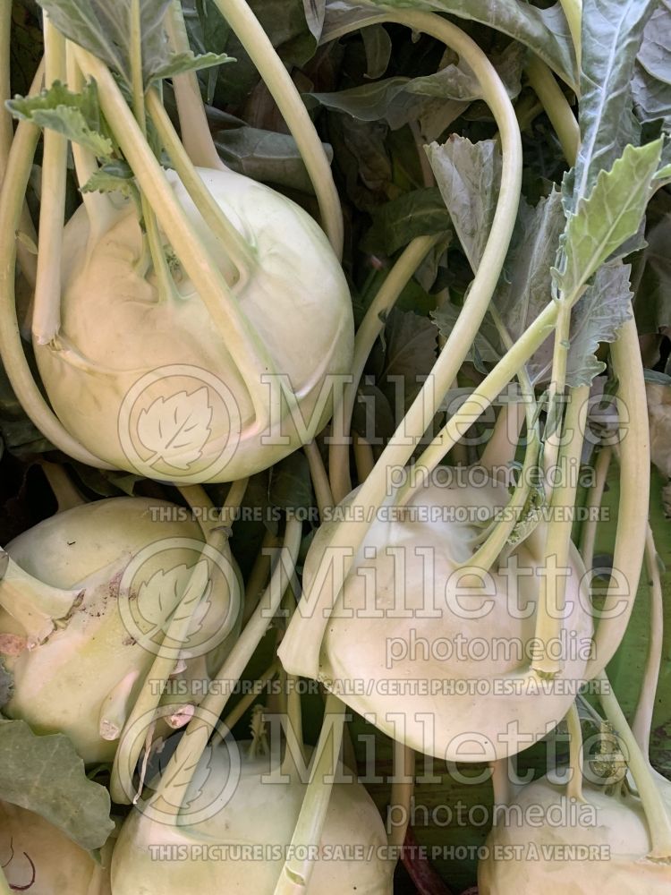 Brassica oleracea var. gongylodes (Kohlrabi vegetable chou-rave) 4