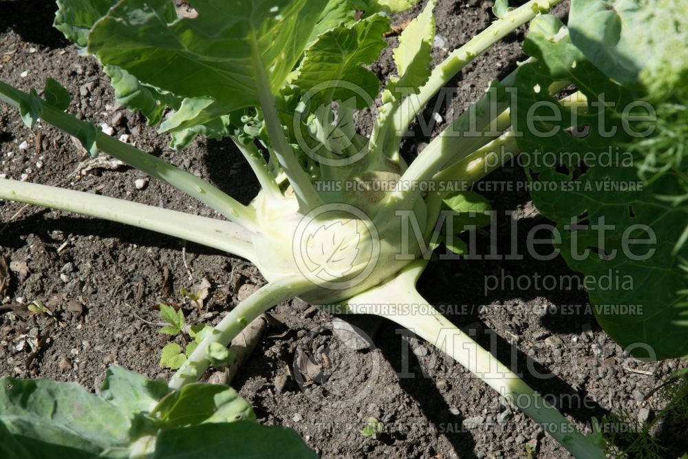 Brassica Superschmelz (kohlrabi cabbage vegetable - chou-rave) 5