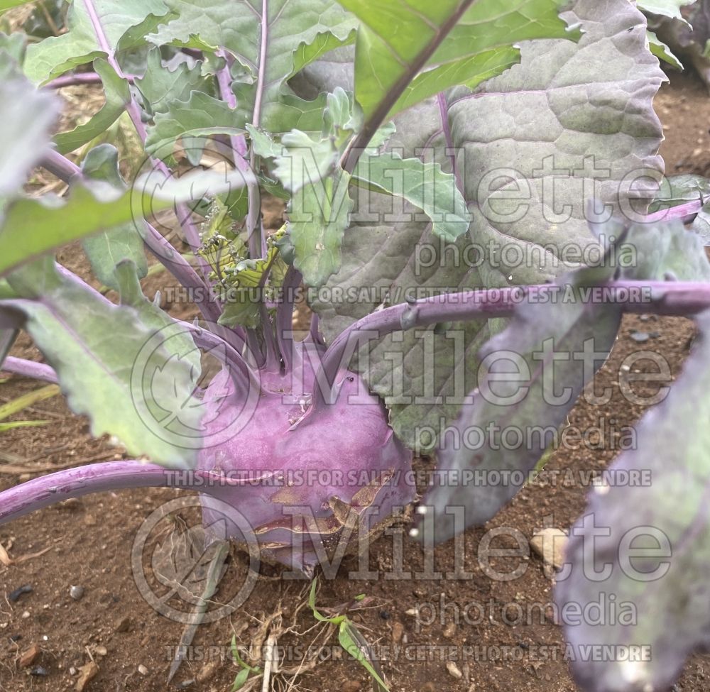 Brassica Violet hâtif de Vienne (kohlrabi turnip cabbage vegetable - chou-rave) 1