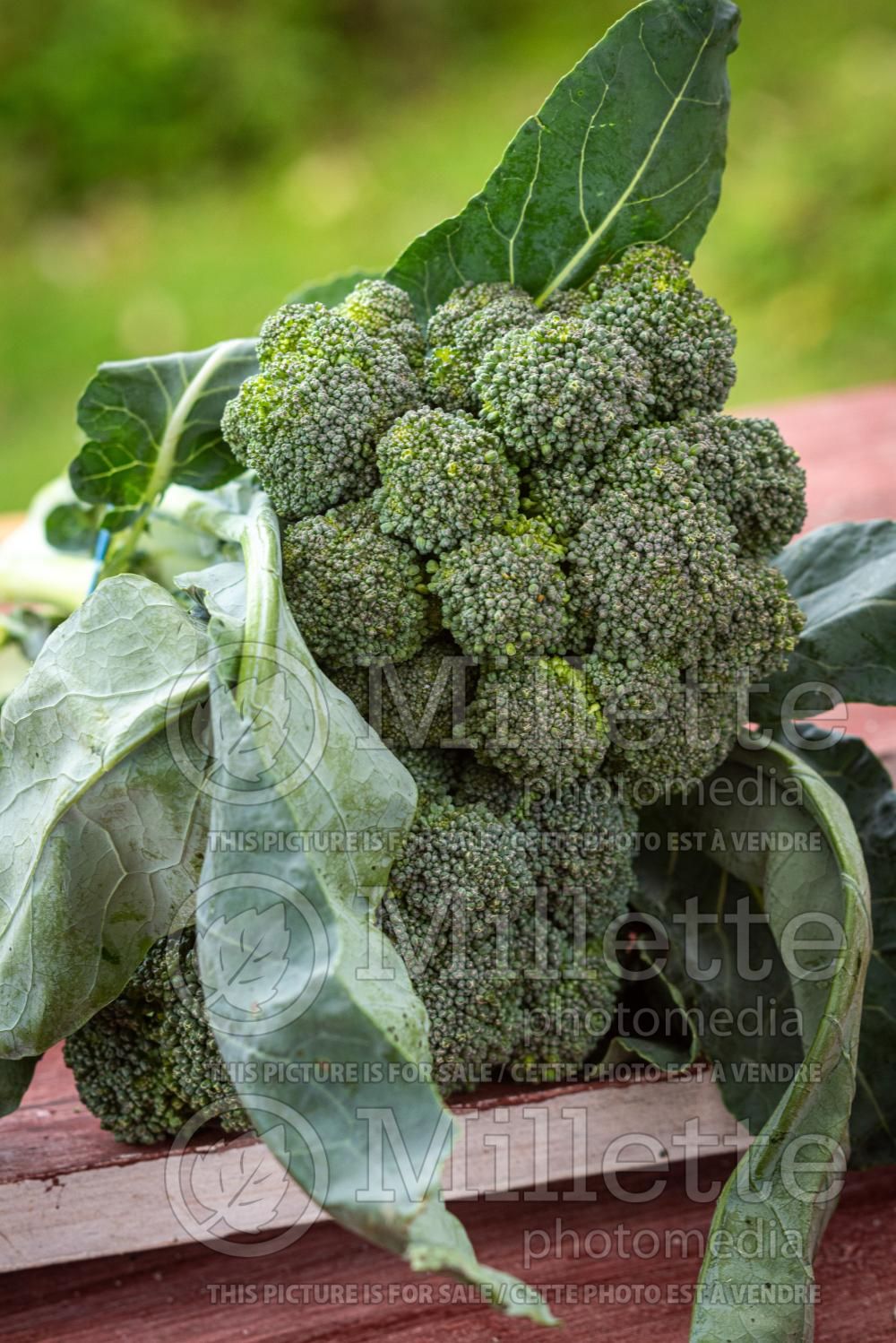Brassica oleracea var. italica (Broccoli vegetable - brocoli) 14