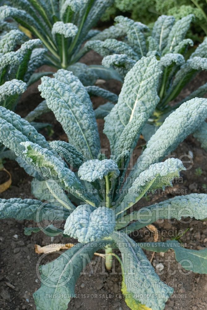 Brassica oleracea var. palmifolia (Dinosaur or Black Tuscan Kale vegetable) 1 