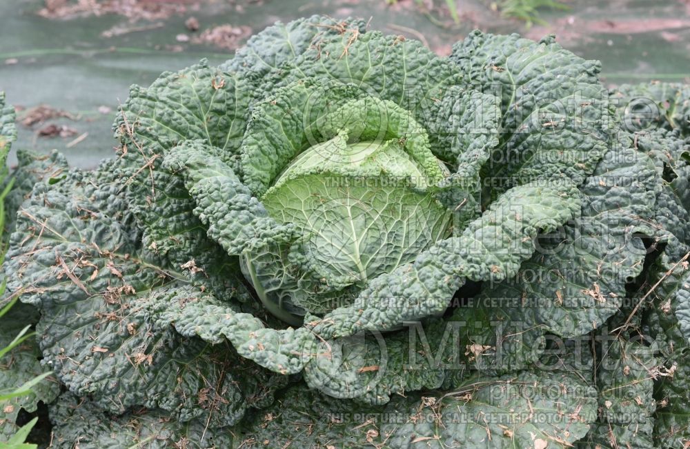 Brassica oleracea var. sabauda (Savoy cabbage vegetable) 3 