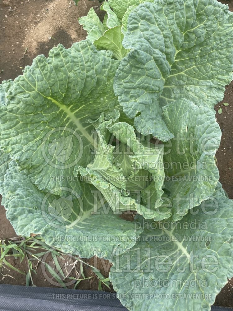 Brassica Winter King (Cabbage vegetable) 2 