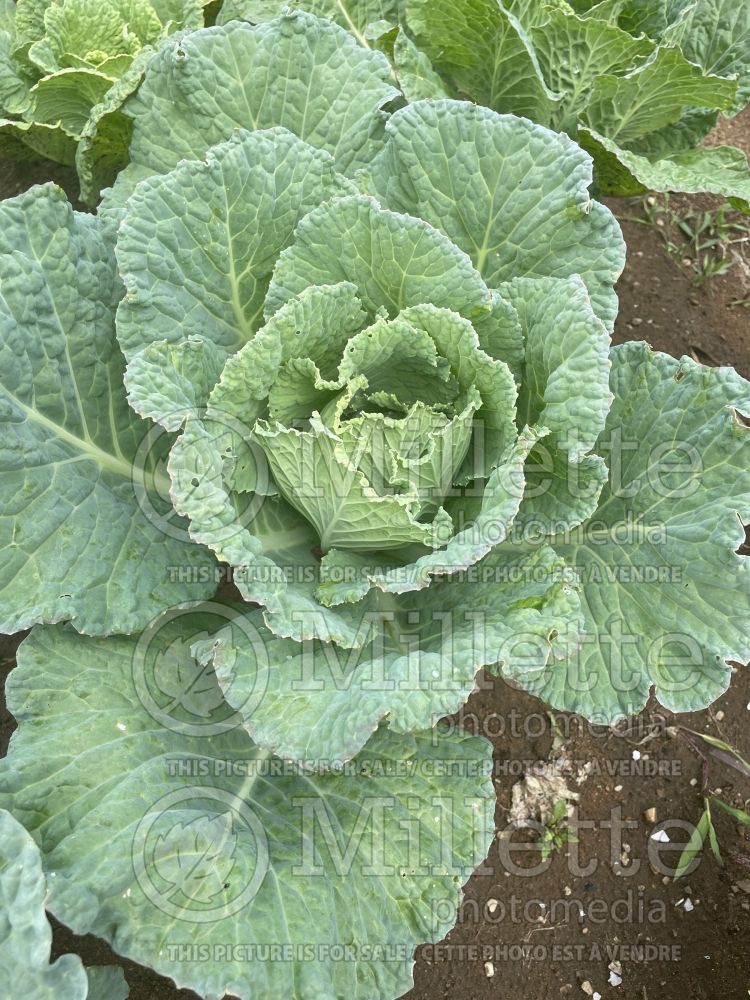 Brassica Winter King (Cabbage vegetable) 3 