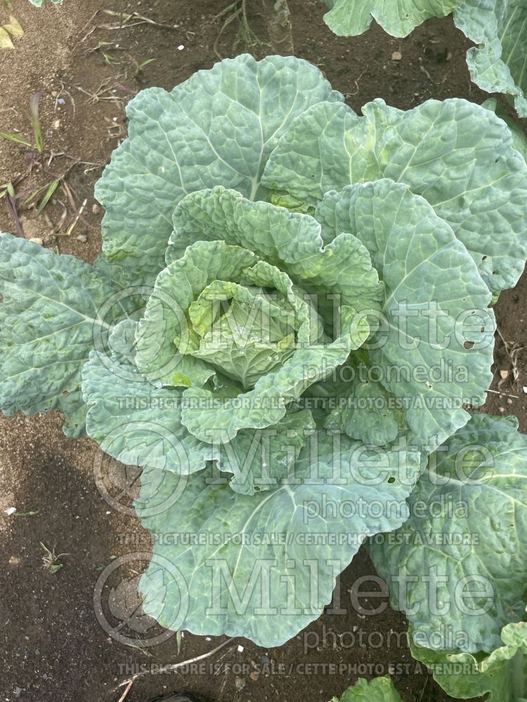 Brassica Winter King (Cabbage vegetable) 5 