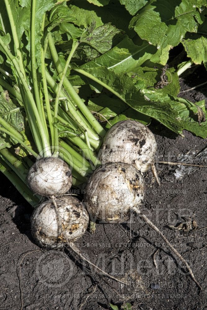 Brassica rapa (Turnip vegetable - navet) 3 