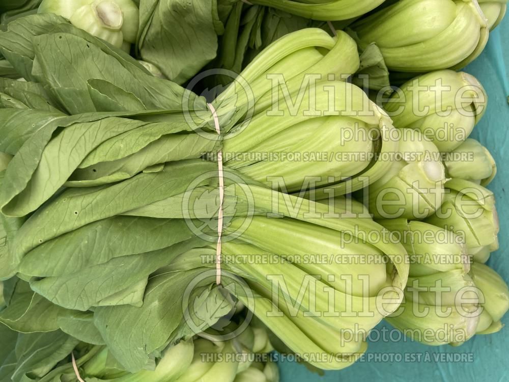 Brassica rapa chinensis (Bok choi asiatic vegetable) 4