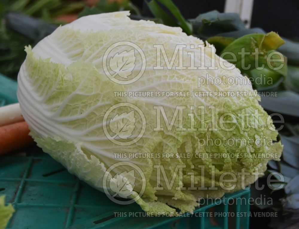 Brassica Wa Wa Tsai (Chinese cabbage vegetable) 1 