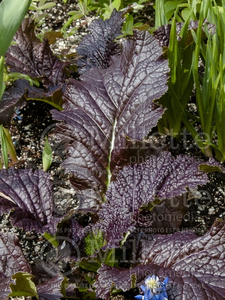 Brassica Brazen Brass aka Red Giant (mustard vegetable - moutarde) 1 