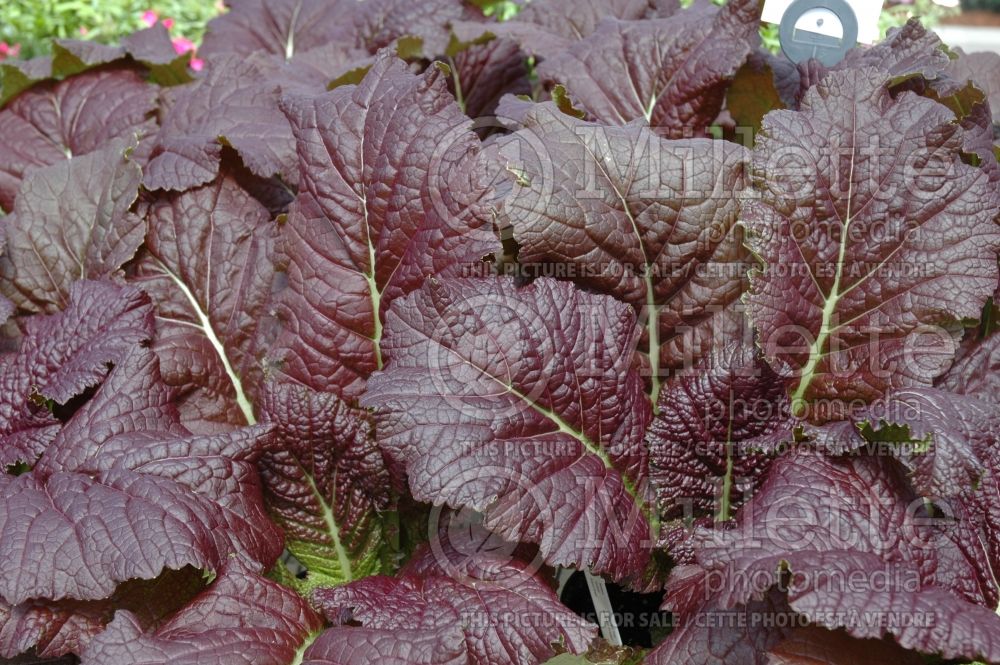 Brassica Brazen Brass aka Red Giant (mustard vegetable - moutarde) 8 