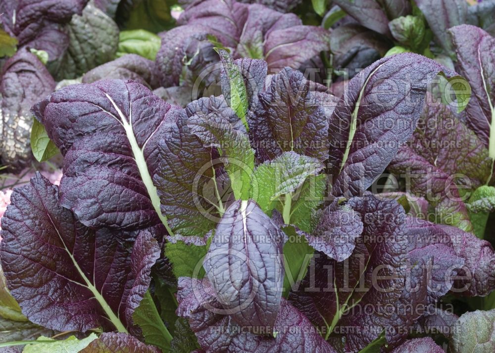 Brassica Brazen Brass aka Red Giant (mustard vegetable - moutarde) 6 