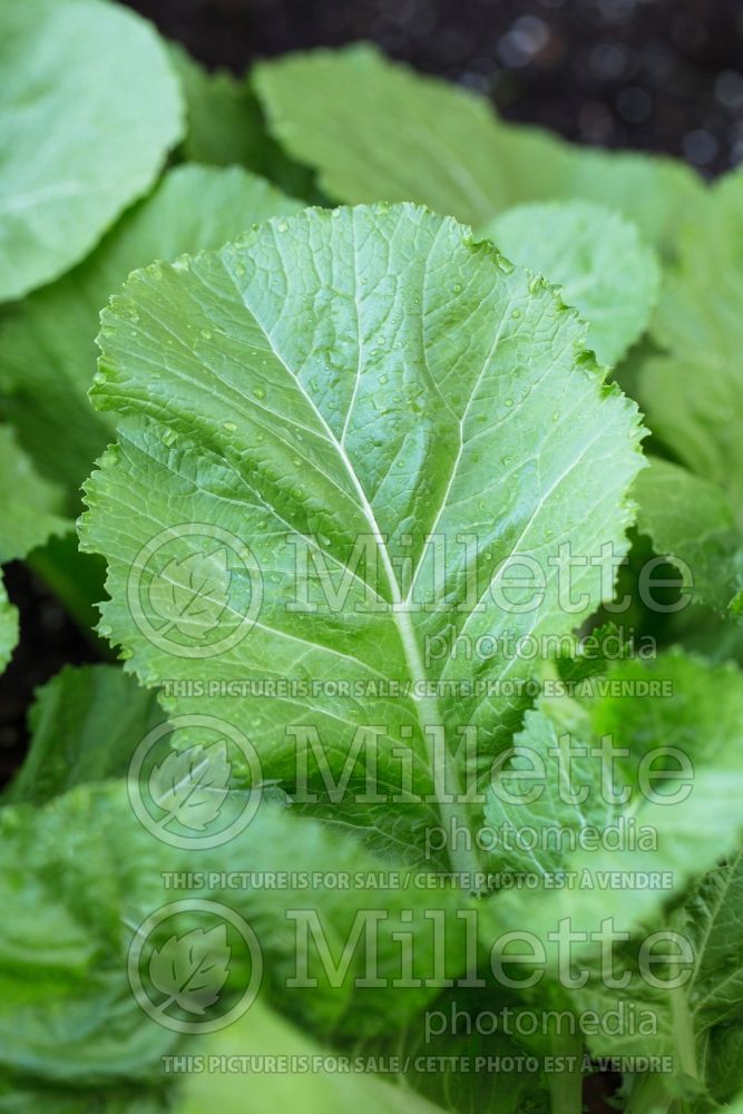 Brassica Florida Broad Leaf or Broadleaf (chinese mustard lettuce oriental vegetable) 1 