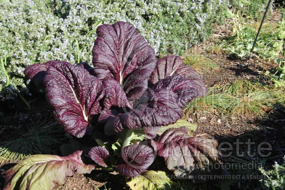 Brassica Brazen Brass aka Red Giant (mustard vegetable - moutarde) 5 