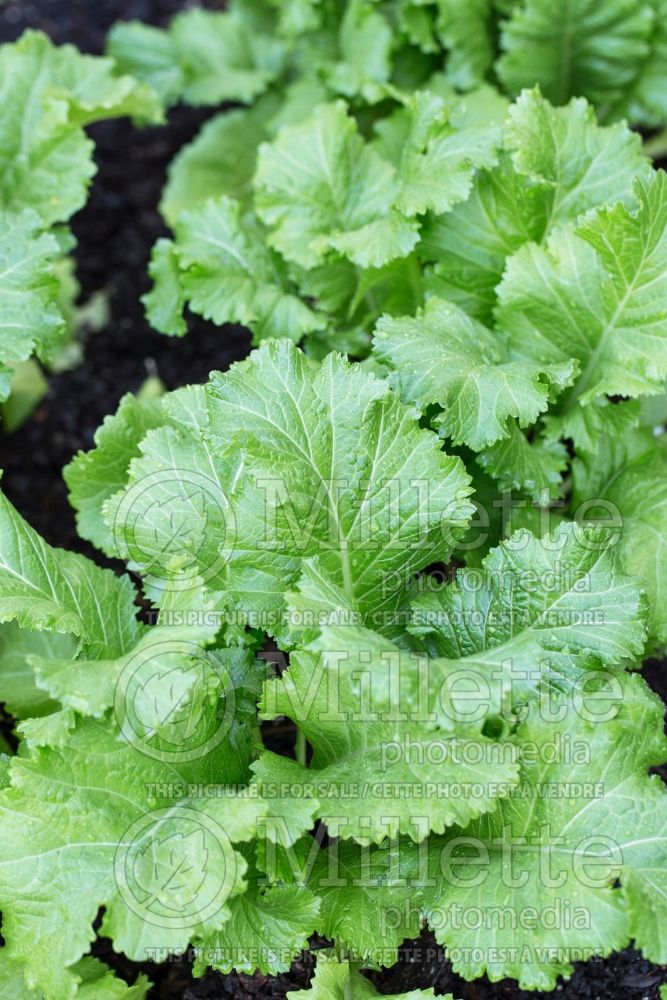 Brassica Horned (chinese mustard lettuce oriental vegetable) 1 