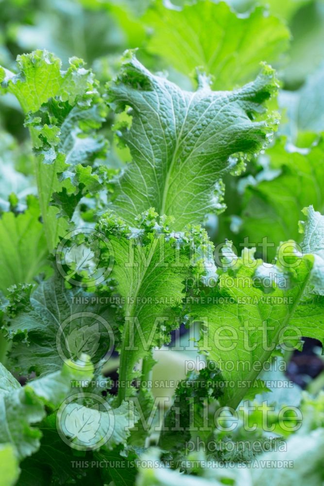 Brassica Southern Giant Curled (chinese cabbage lettuce oriental vegetable) 1 
