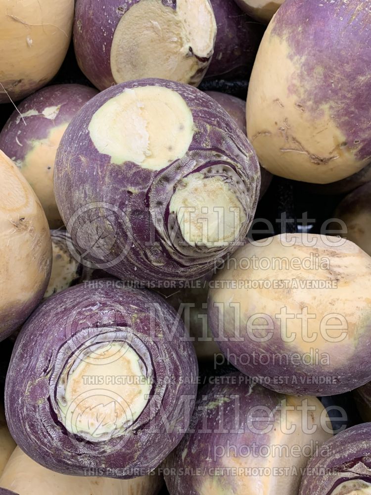 Brassica napobrassica (Rutabaga Siam cabbage vegetable) 8 