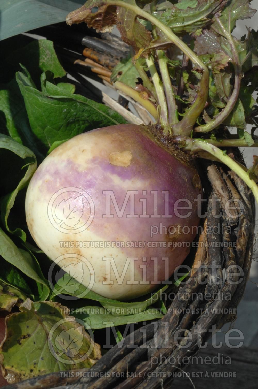 Brassica Blanc à Collet Violet (turnip vegetable - navet) 1