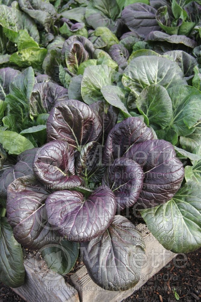 Brassica rapa var. rosularis (Flat Cabbage Rosette Pak Choi Tat Soi vegetable) 1 