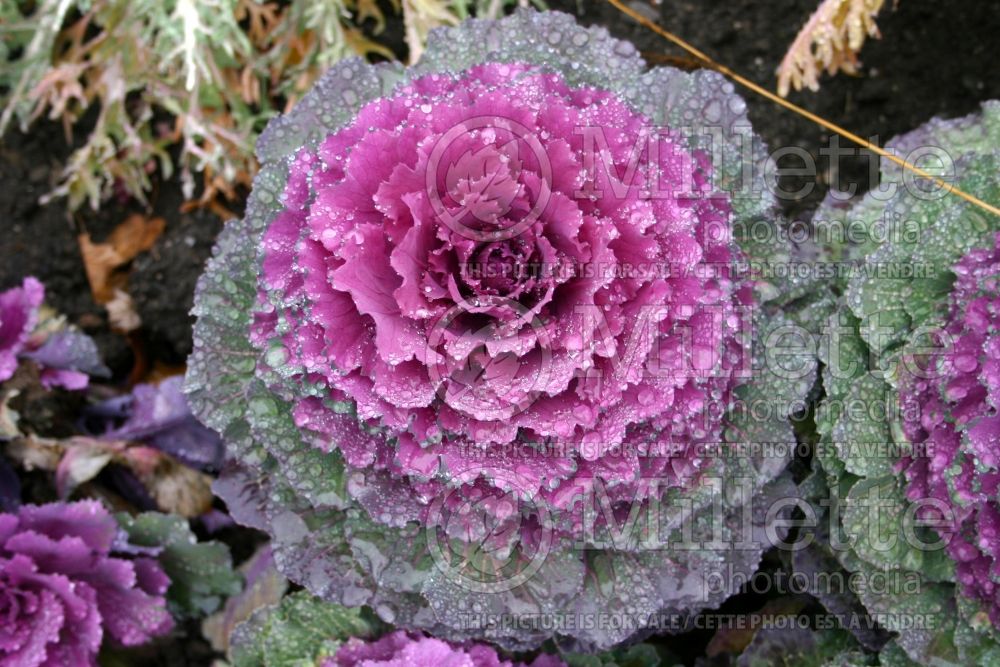 Brassica Nagoya Red (kale vegetable – chou frisé) 1 