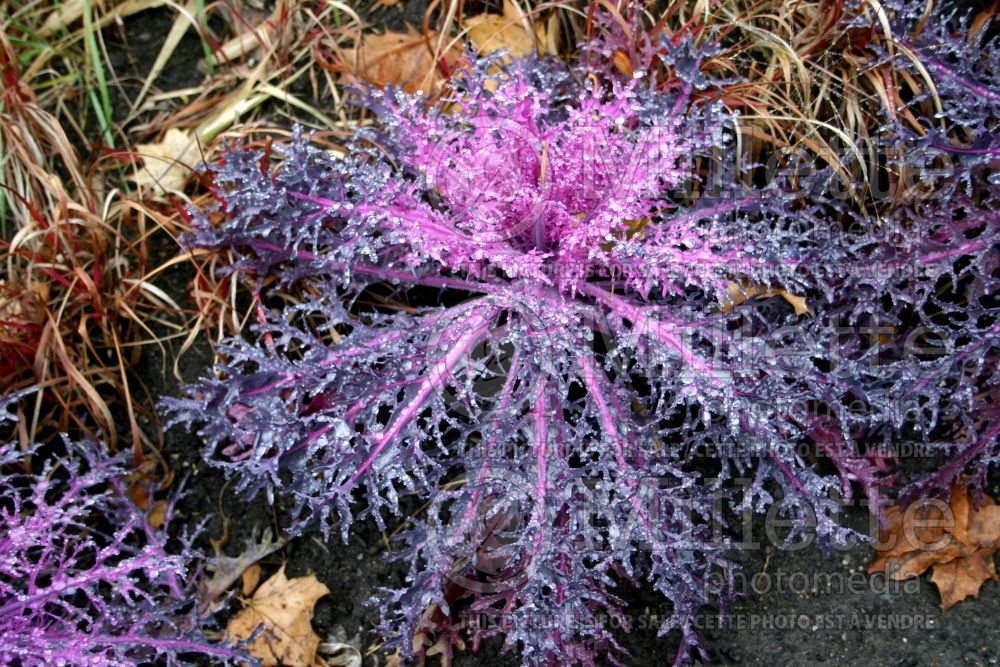 Brassica Peacock Red (kale vegetable – chou frisé) 1 