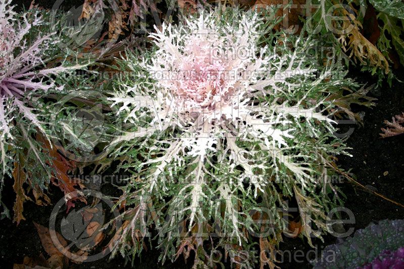 Brassica Peacock White (kale vegetable – chou frisé) 1