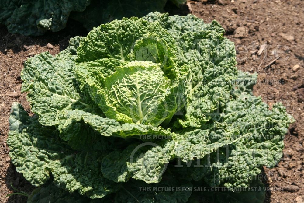 Brassica Alcosa (Cabbage vegetable - chou) 1 