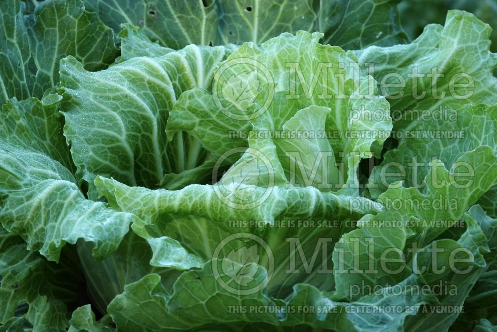 Brassica Bacalan de Rennes (Cabbage vegetable - chou) 1 