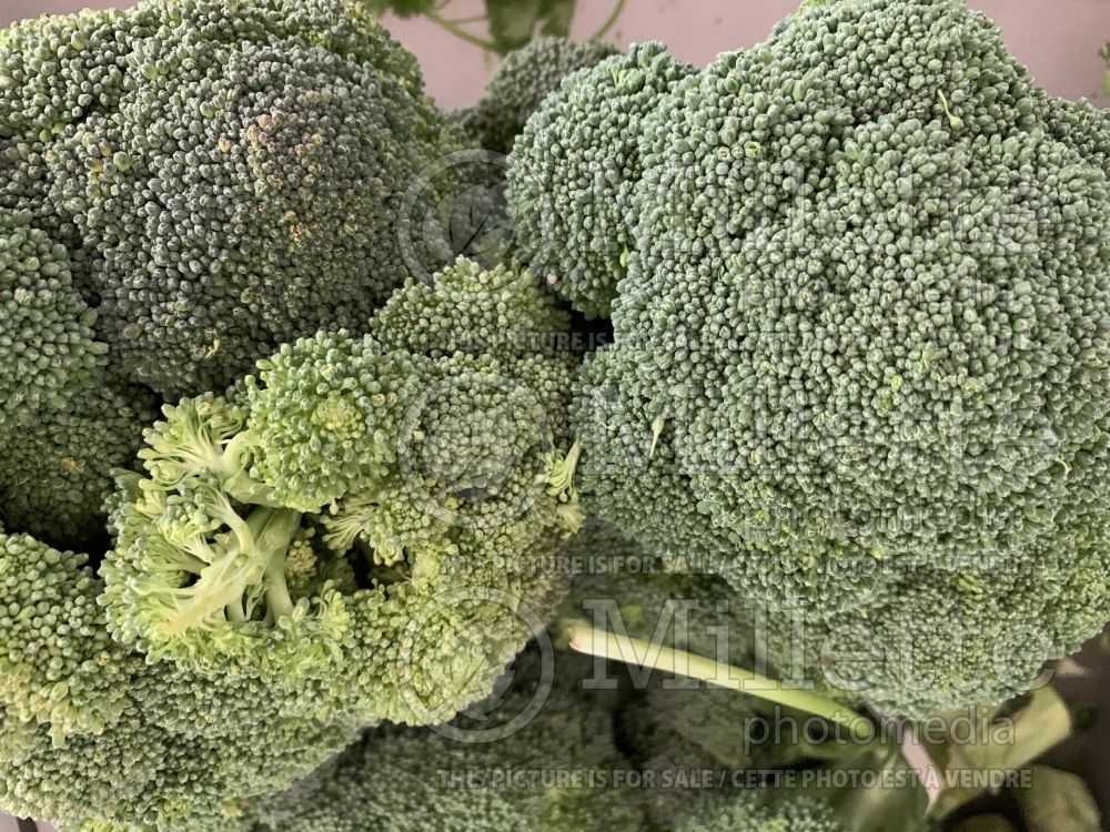 Brassica oleracea var. italica (Broccoli vegetable - brocoli) 8 