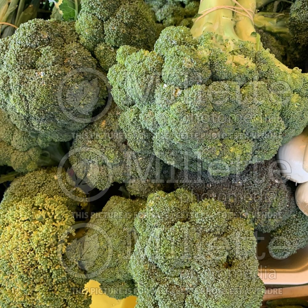 Brassica oleracea var. italica  (Broccoli vegetable - brocoli) 7 